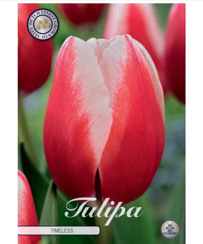 Dutch Finest Quality bloembollen Tulpen 10 stuks Tulp Triumph Timeless x7 12+s