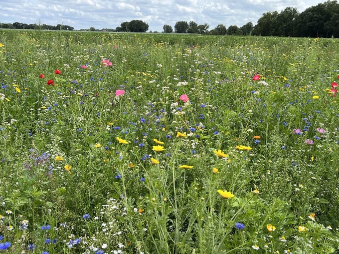 Veldbloemen Wildbloemen meerjarig 1 kilo