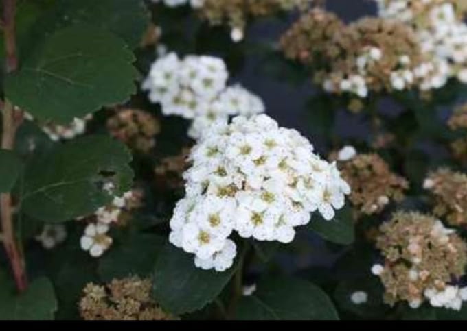 2 x Spiraea bet. 'Tor' - Spierstruik , Sneeuwspirea 30- 40 cm in pot