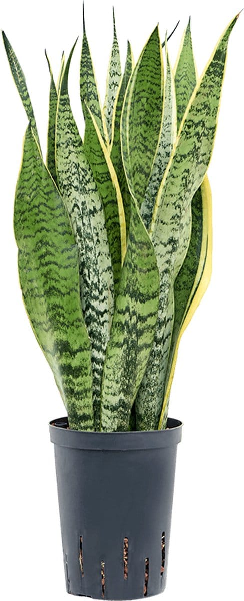 Hydroplant Sansevieria Trifasciata Laurentii