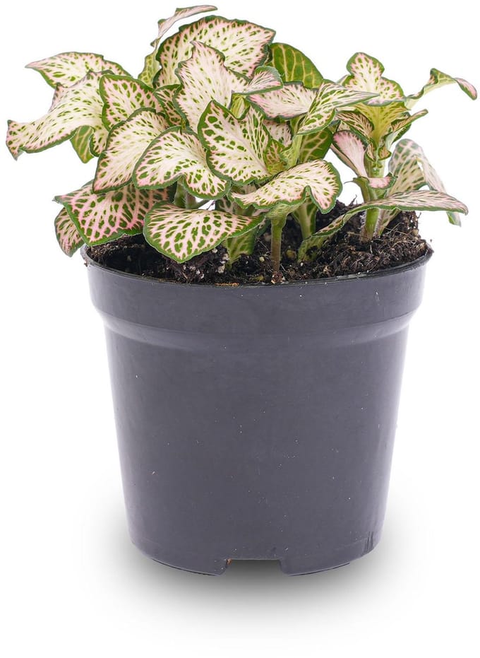 Fittonia Pink Tiger - Mozaiekplantje
