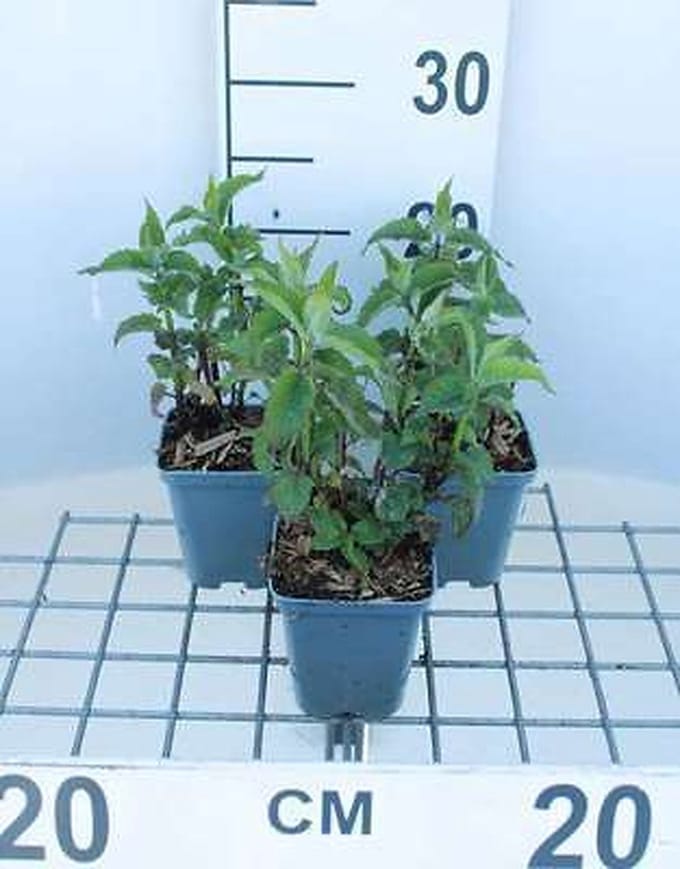 6x Bergamotplant - Monarda hybr. 'Scorpion' | 9x9 cm pot
