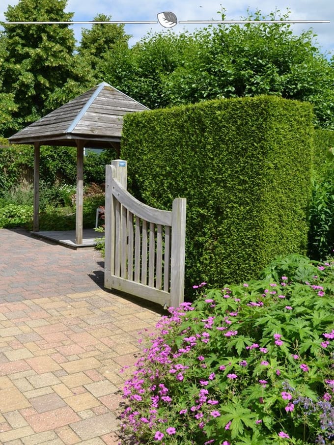 Westerse Levensboom Thuja Brabant 160-180 cm, 3x Haagplant