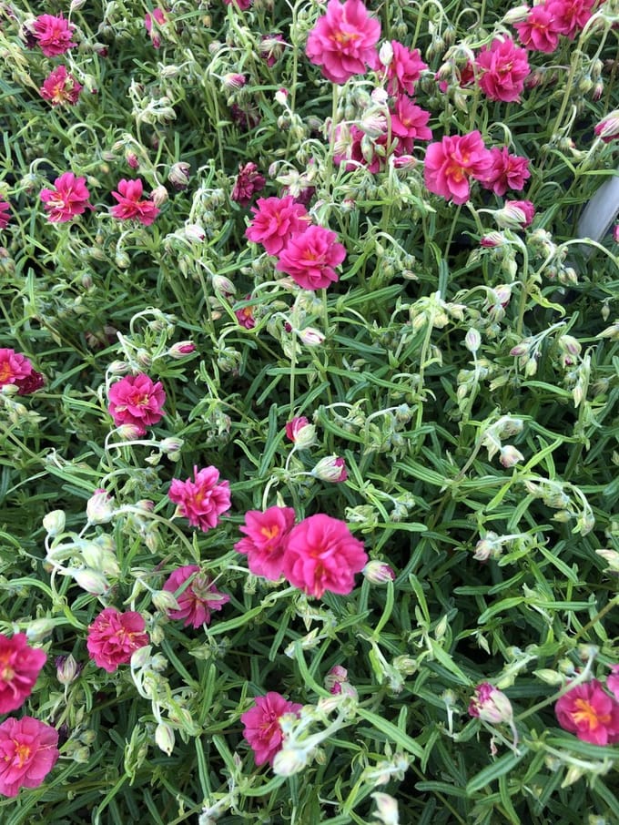 6x Zonneroosje - Helianthemum hybr. 'Cerise Queen' | 9x9 cm pot