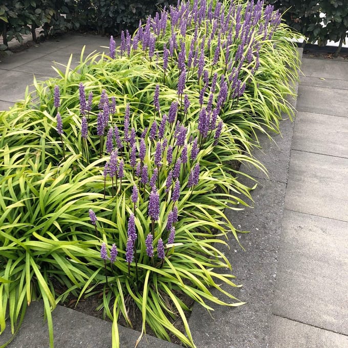 Liriope m. Big Blue - Set van 12 - Leliegras - Pot P9 - Bloem Paars - Wintergroen