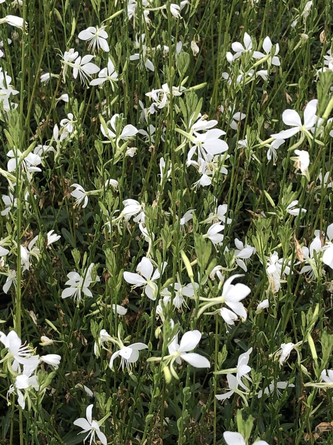 6 x gaura lindheimeri snowbird - Prachtkaars in pot 9 x 9 cm