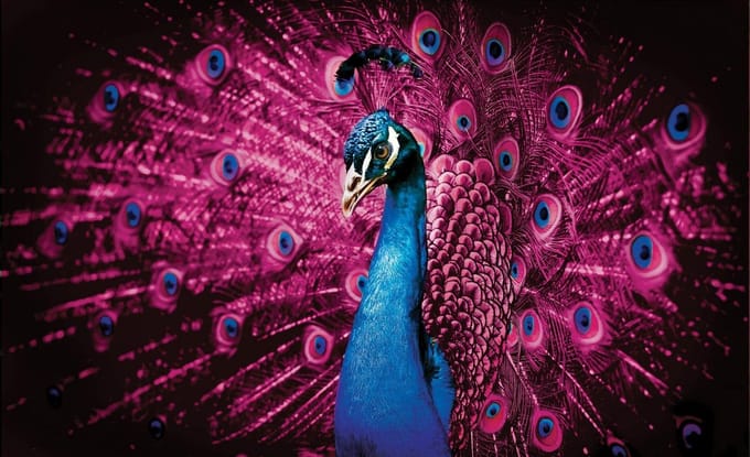 Poster | Roze | 104 x 70,5 cm