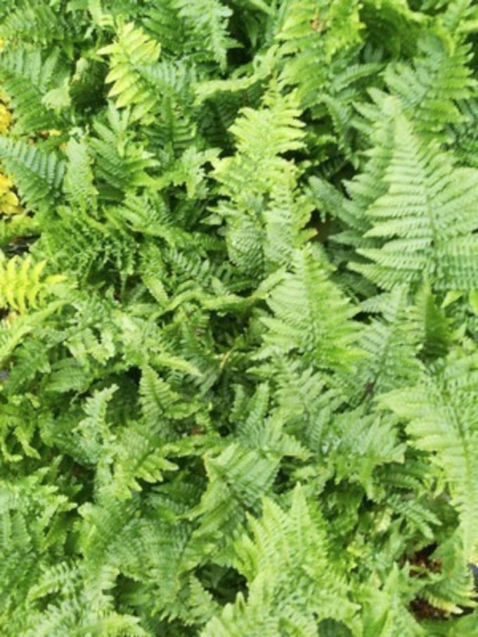 6 x Dryopteris affinis 'Crispa' - Schildvaren - pot 9 x 9 cm