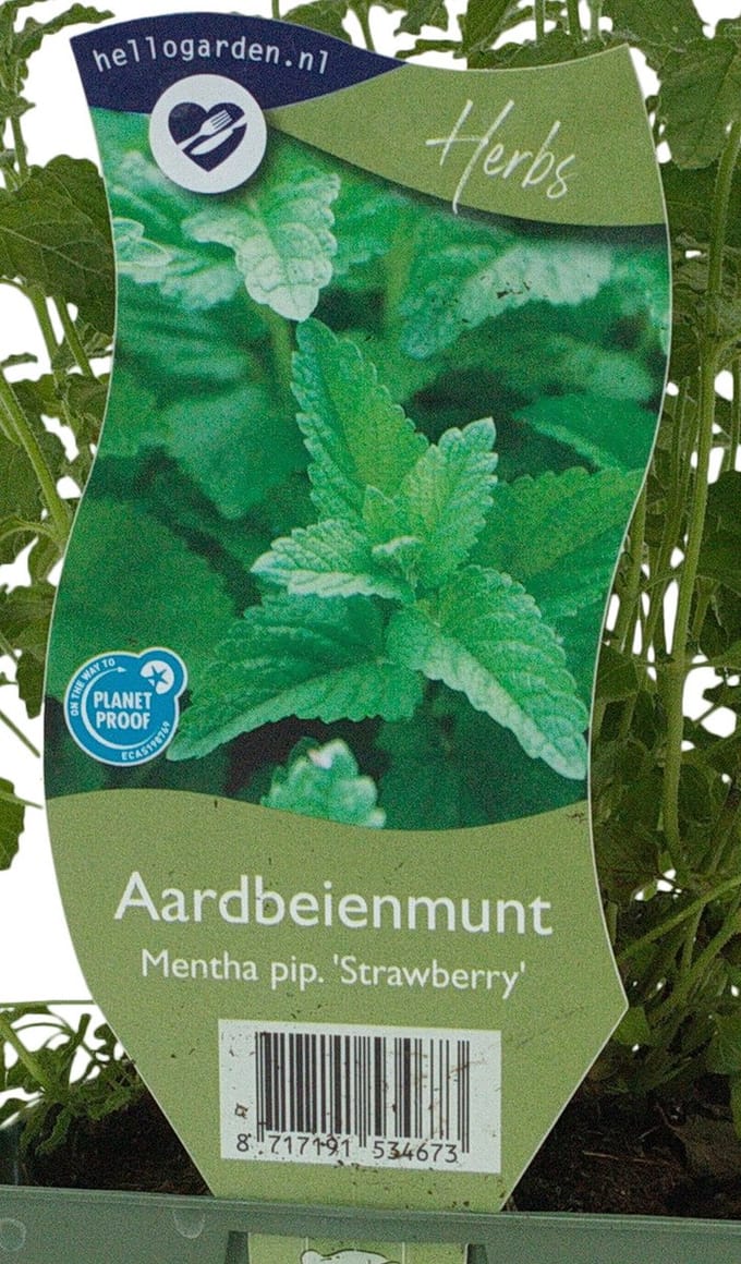 Griffioen - Mentha pip. 'Strawberry'
