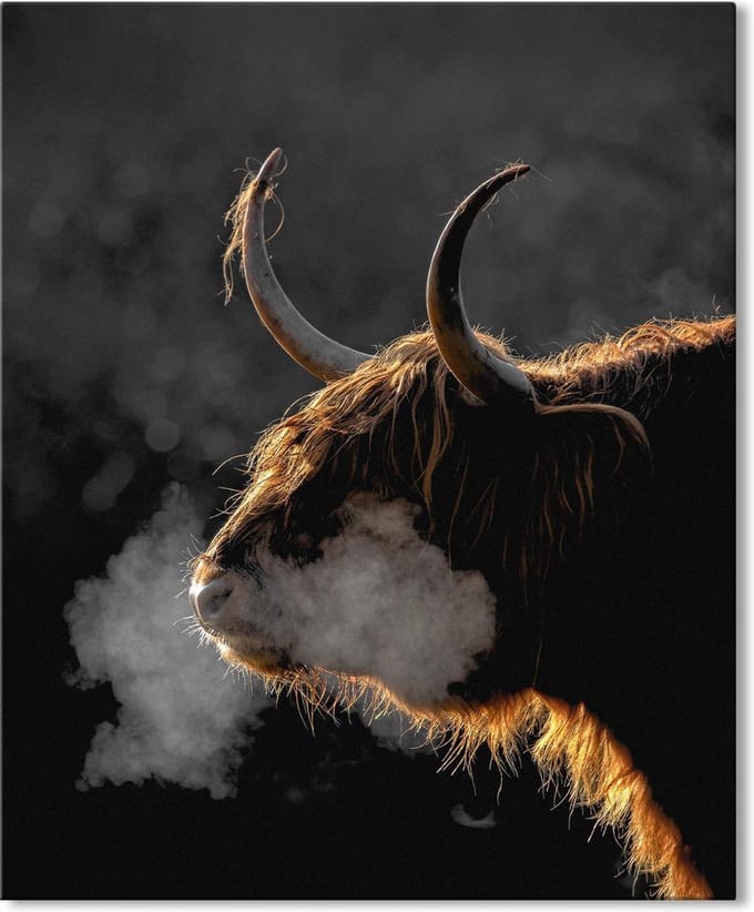 Canvas Schilderij Schotse Hooglander in de vrieskou - 50x70 cm