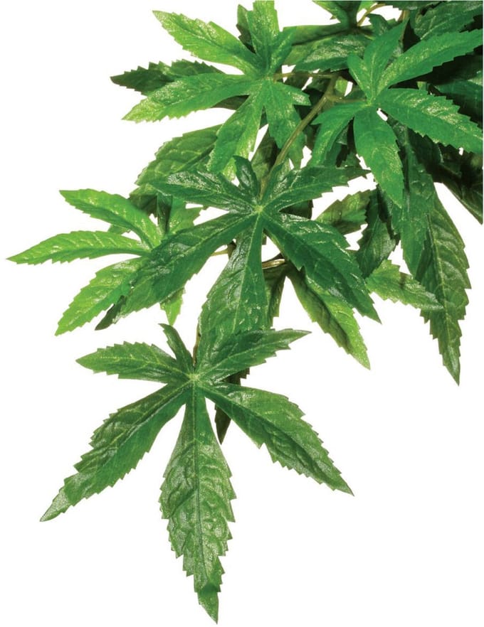 Exo Terra - Jungle Plant - Abuliton