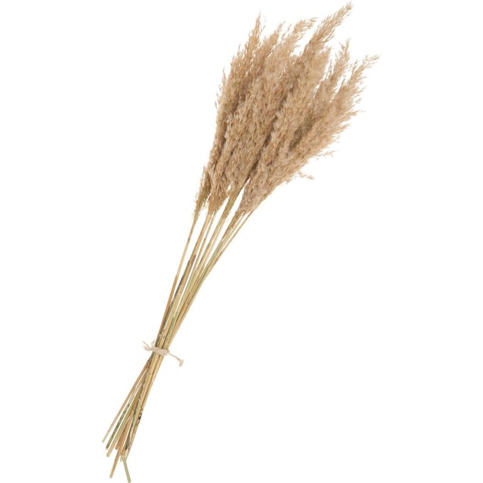 Pampasvaren naturel