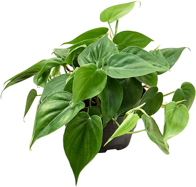 JUNAVERA Philodendron Scandens | In 12 cm pot