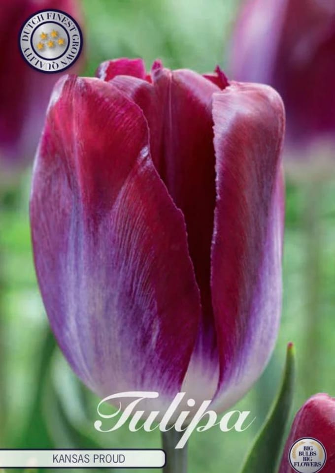 Pittsburg Triumph Tulpenbollen Bolmaat 12+ 10 Bloembollen