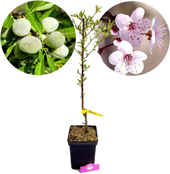 Prunus dulcis 'Ferragnes', amandelboom, 5 liter pot