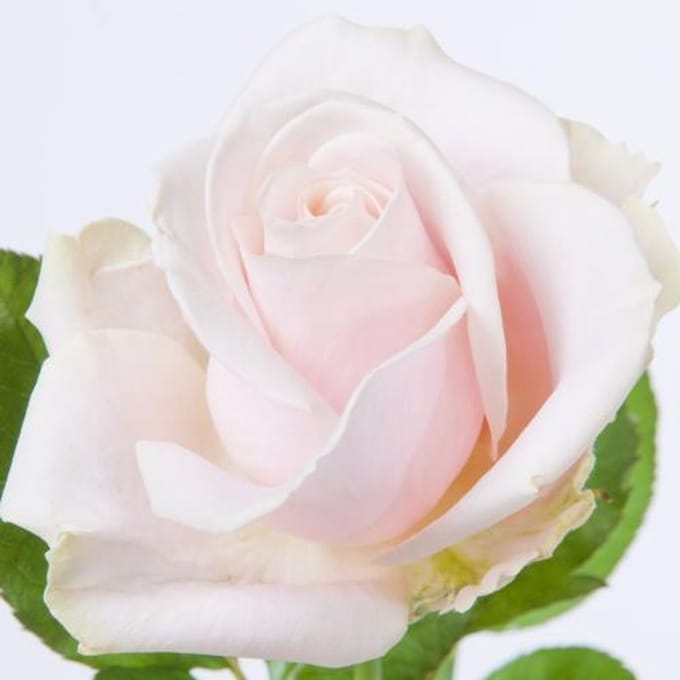 10x Rosa sweet avalanche+ 40cm