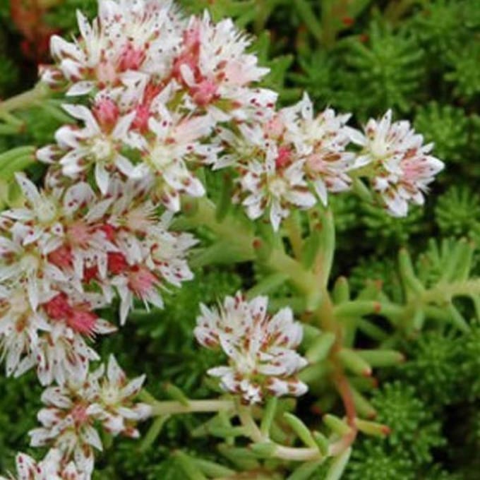 6 x Sedum Lydium - Vetkruid pot 9x9cm