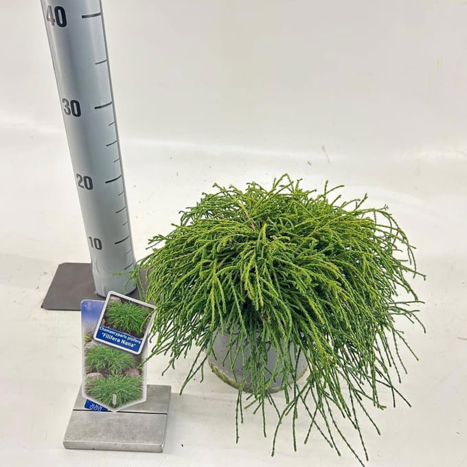 Chamaecyparis p. ‘Filifera Nana’ - Schijncipres | 20-25 cm pot