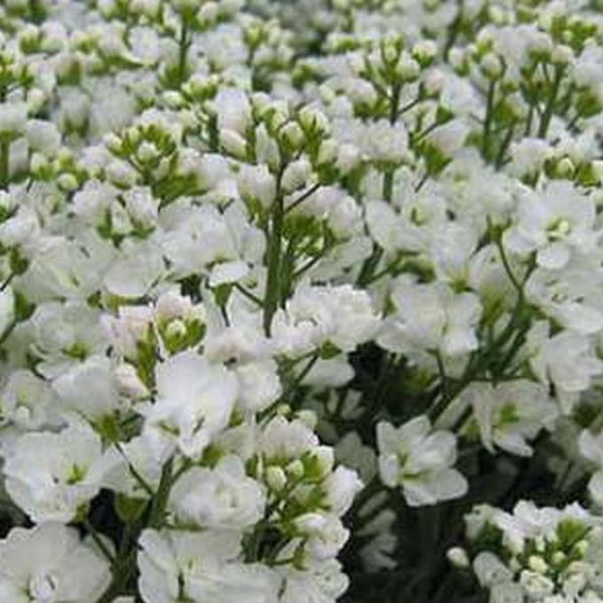 6 x Arabis caucasica 'Plena - Rijstebrij pot 9x9 cm