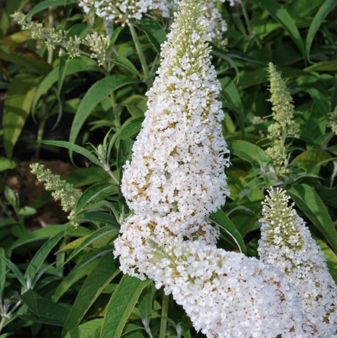 4 x Vlinderstruik White Profusion Wit - Bloeiende Winterharde Sierheester - Buddleja davidii 'White Profusion' in C2(liter) pot met hoogte 20-40cm