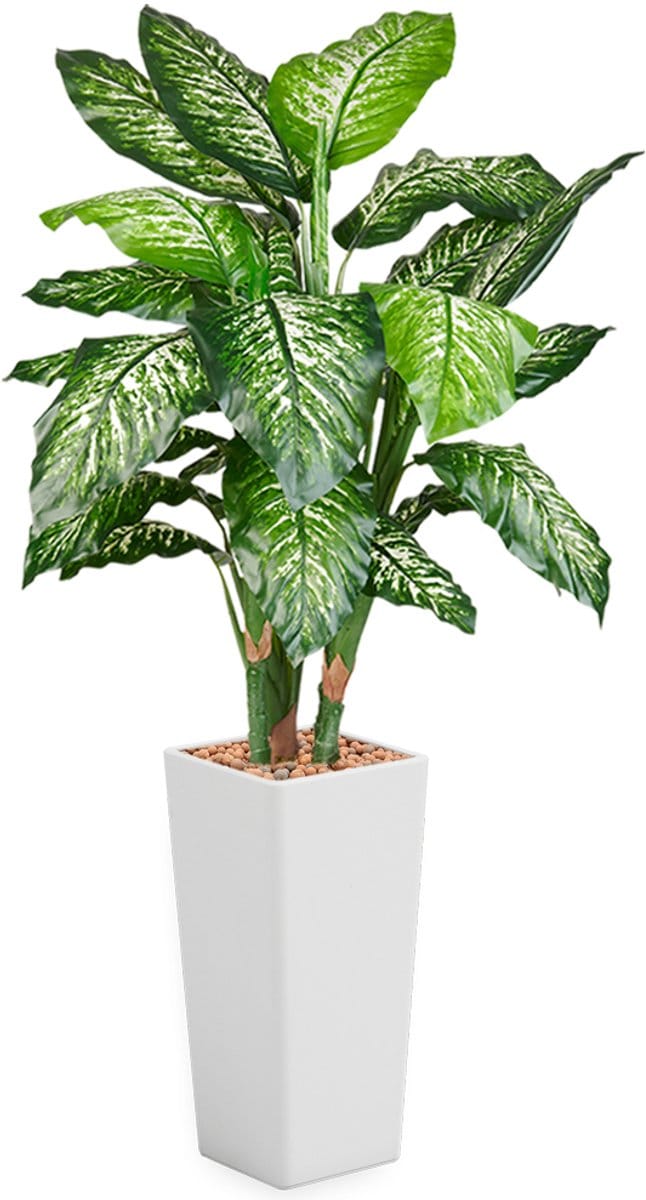 HTT - Kunstplant Dieffenbachia in Clou vierkant wit H175 cm