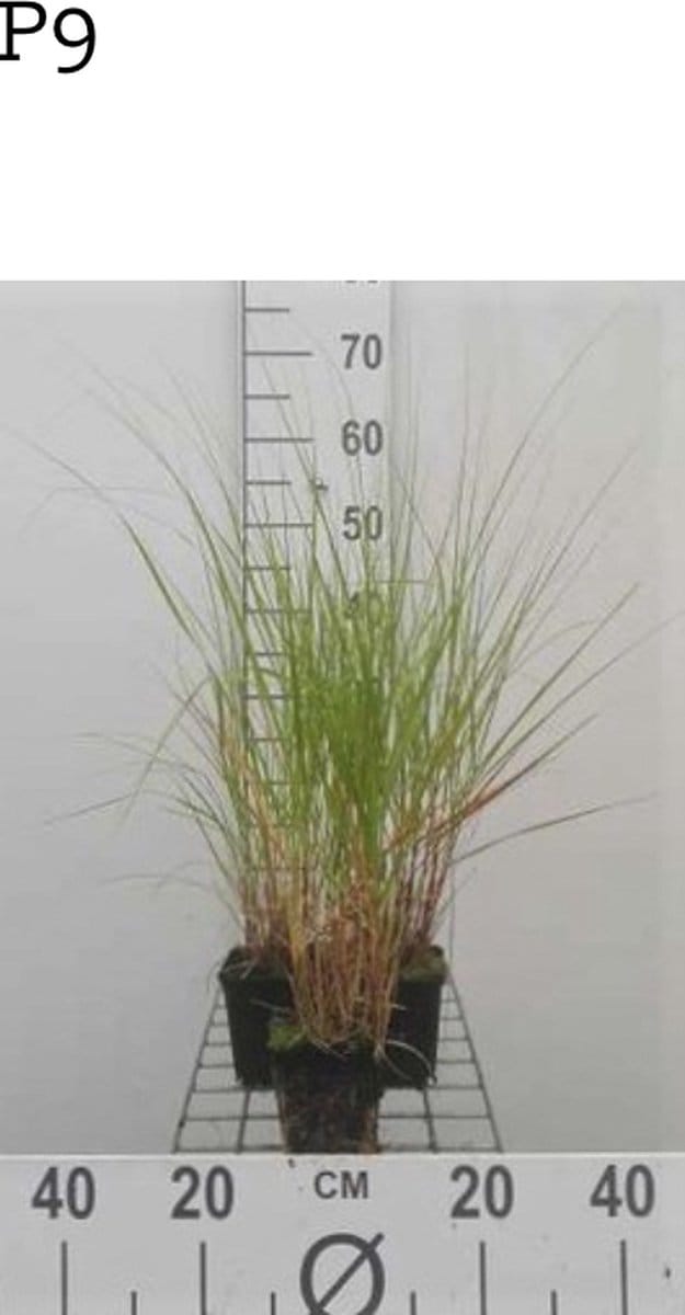 6 x Stipa calamagrostis - VEDERGRAS , DIAMANTGRAS - pot 9 x 9 cm
