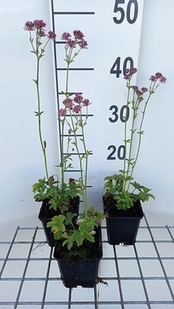6x Zeeuws knoopje - Astrantia maj. 'Roma' | 9x9 cm pot