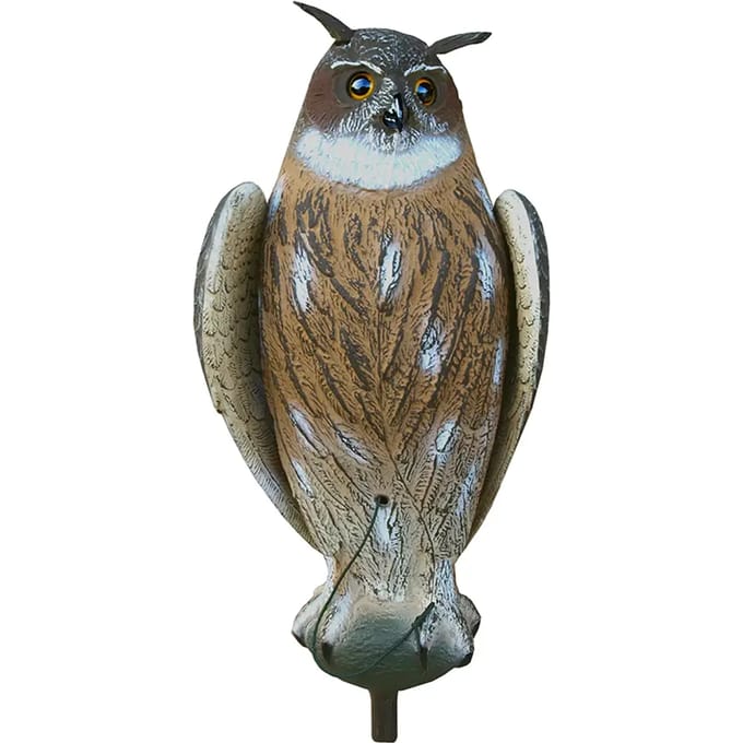 Appelants groot-uil Akah