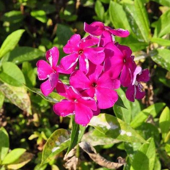 6 x Phlox 'Rijnstroom' - Vlambloem pot 9x9cm - Rijke bloei