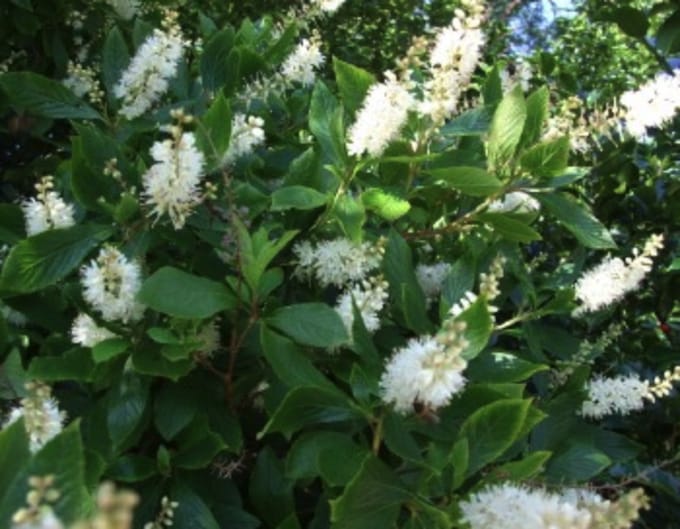 Clethra alnifolia - Schijnsels 50 - 60 cm in pot