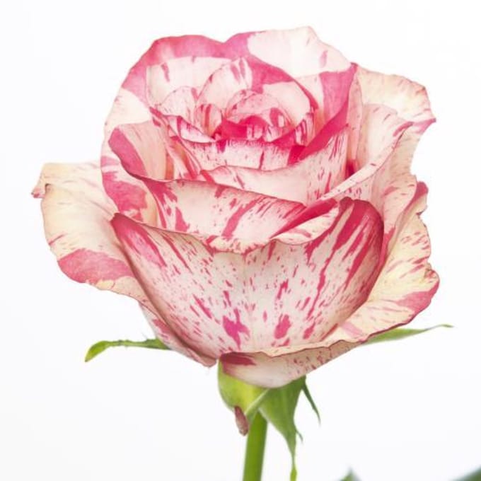 10x Rosa barracuda 40cm