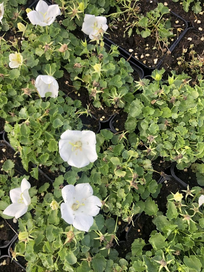 6x Karpatenklokje - Campanula Carpatica 'White Clips' | 9x9 cm pot