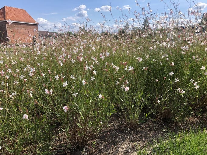 6x Linheimers Prachtkaars - Gaura lindheimeri | 9x9 cm pot
