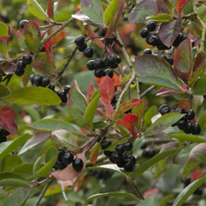Grootvruchtige appelbes - Aronia prunifolia 'Viking' 40-60 cm