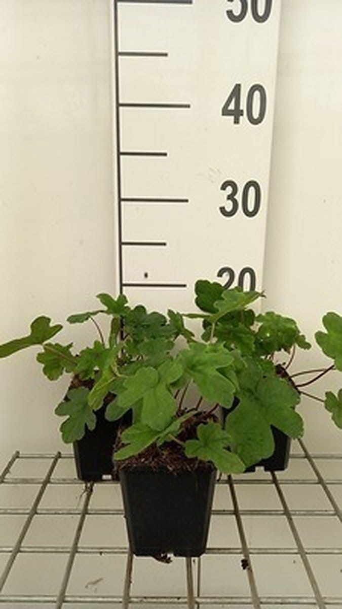 6x Perzische muts - Tiarella hybr. 'Spring Symphony'® | 9x9 cm pot