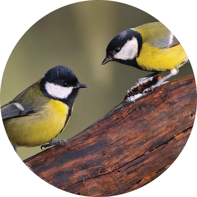 Wandcirkel Muurcirkel 15cm dibond Mezen tak