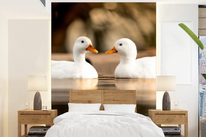 Behang - Fotobehang Eend - Wit - Dieren - Water - Vogel - Eenden - Breedte 190 cm x hoogte 260 cm