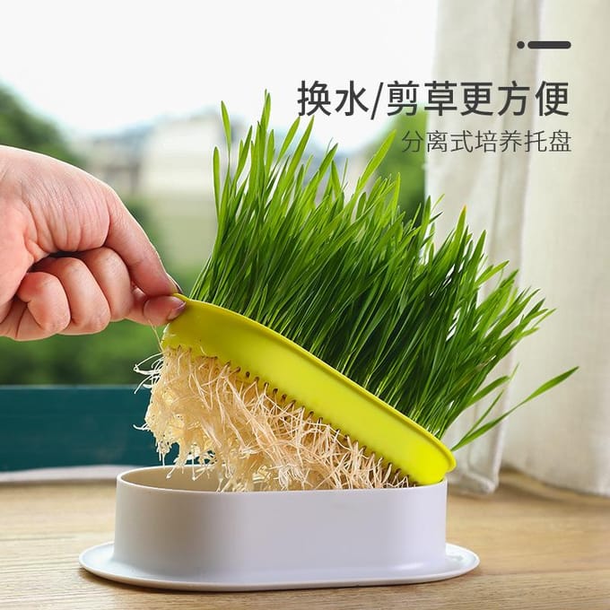 Huisdier Kat Gras Spruit Schotel Groeipot Hydroponische Plant Katten Snacks Ontkieming Spijsvertering Starter Schotel Kas Groeibox box (without seeds)