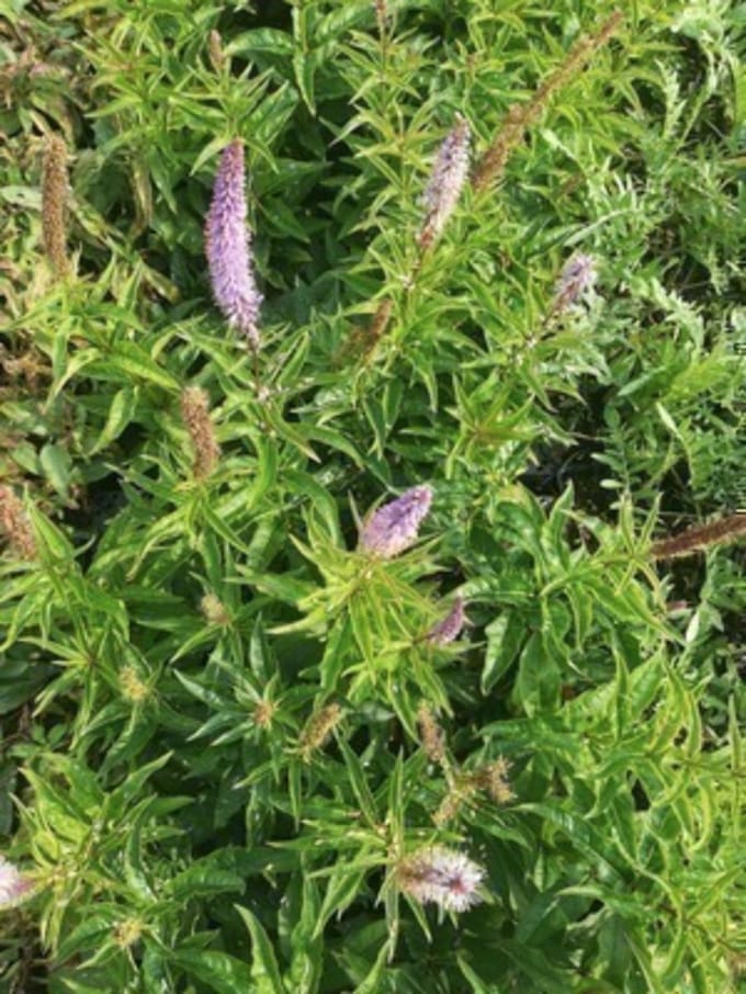 6 x Veronicastrum virginicum 'Cupid' - Virginische ereprijs - pot 9 x 9 cm