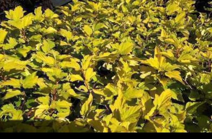 Physocarpus opulif. 'Dart's Gold' - Blaasspirea, Sneeuwbalspirea 60- 80 cm in pot