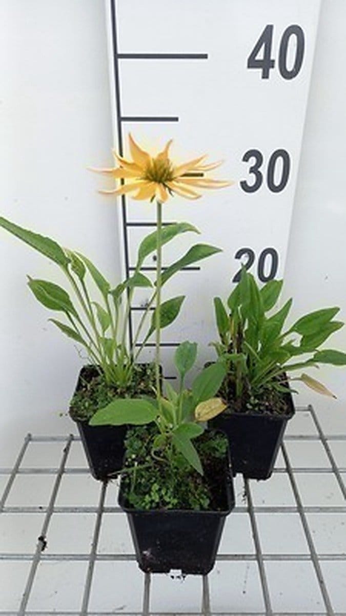 6x Zonnehoed - Echinacea purp. Espinoso Yellow' | pot 9 x 9 cm