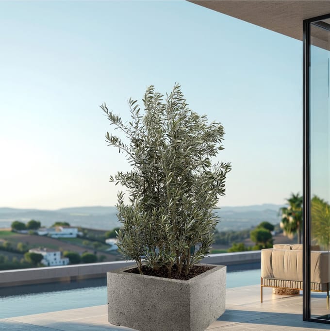 Olijfboom - Olea Europaea struik hoogte 225cm potmaat 70cm