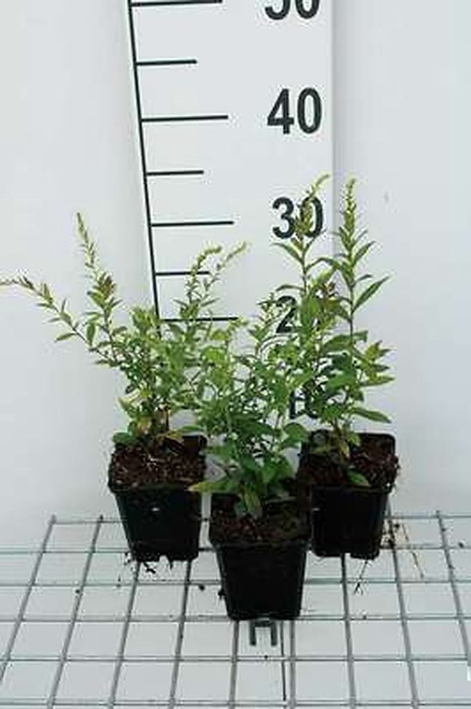 6x Guldenroede - Solidago rugosa 'Fireworks' | 9x9 cm pot