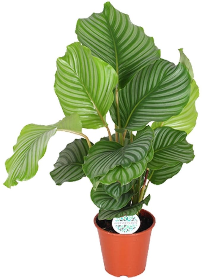 Calathea Orbifolia - Ø17cm - 60cm