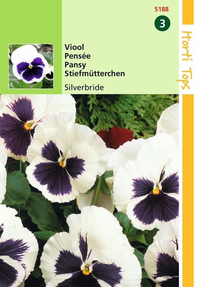 2 stuks - Hortitops - HT Viola, Viool Silverbride