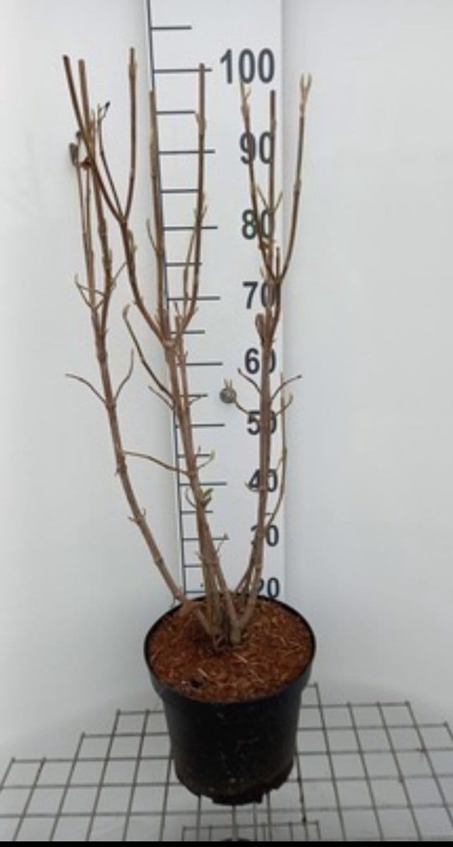 Viburnum lantana - Wollige Sneeuwbal 60- 80 cm in pot