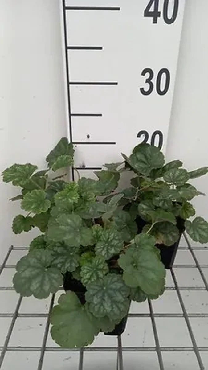 6x Purperklokje - Heuchera sang. 'Ruby Bells' | 9x9 cm pot