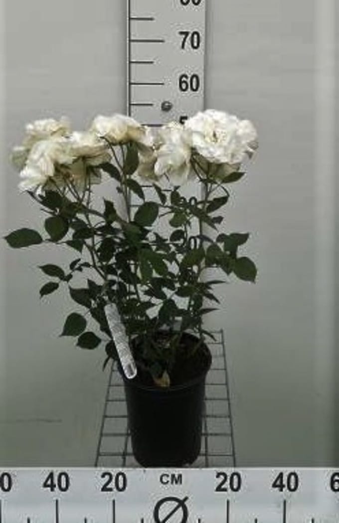 Rosa 'Witte Tros' - Roos in pot