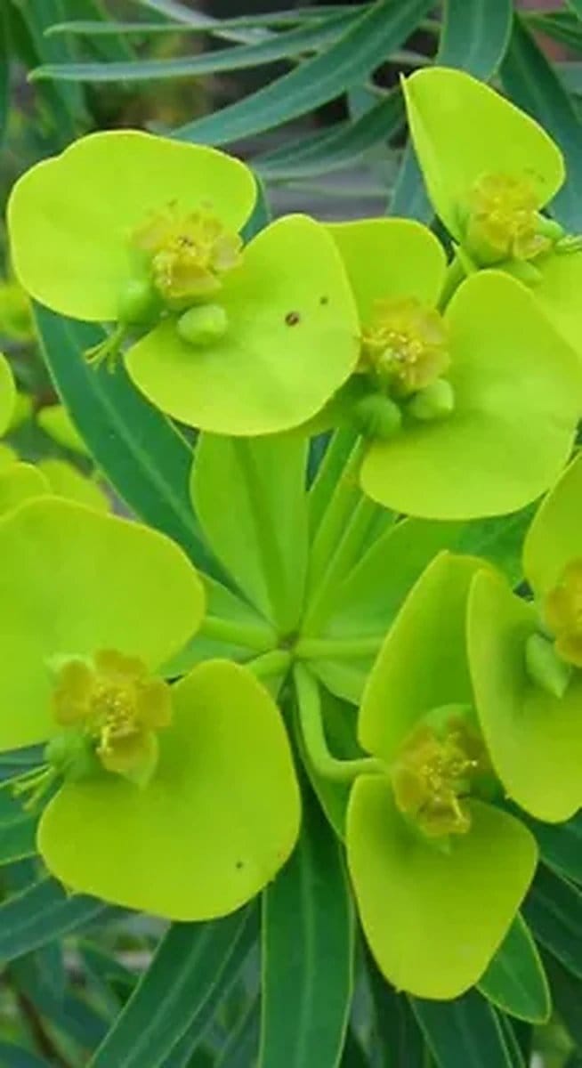 6x Wolfsmelk - Euphorbia lathyris | 9x9 cm pot