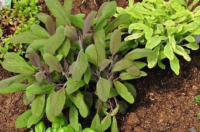 6x Struiksalie - Salvia off. 'Purpurascens' | 9x9 cm pot